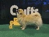  - Holympe 3 ème de l'Open Class à Crufts 2017