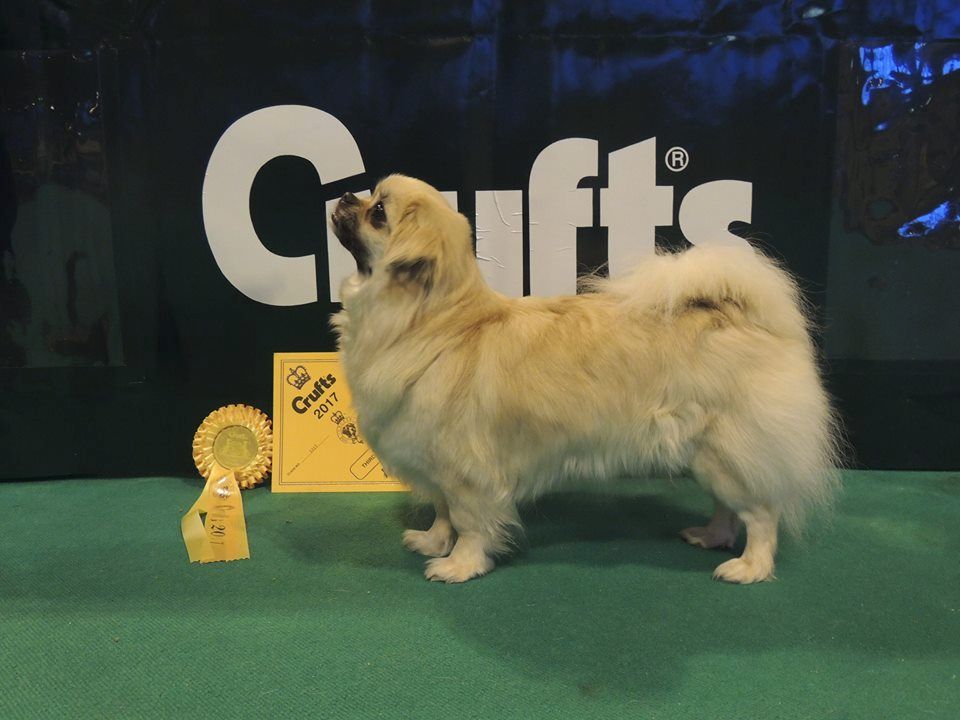 Holympe 3 ème de l'Open Class à Crufts 2017